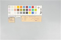 五色鳥藏品圖，第20張